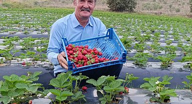 Köprübaşı'nda kasım ayında çilek bereketi