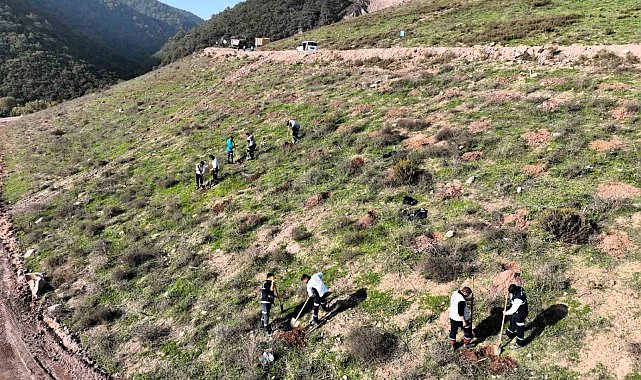 Körfez'e 3 bin 300 Toros sediri dikilecek