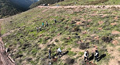 Körfez'e 3 bin 300 Toros sediri dikilecek