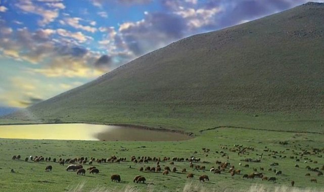 Köy muhtarının merayı kiraya vermesiyle ilgili soruşturma başlatıldı