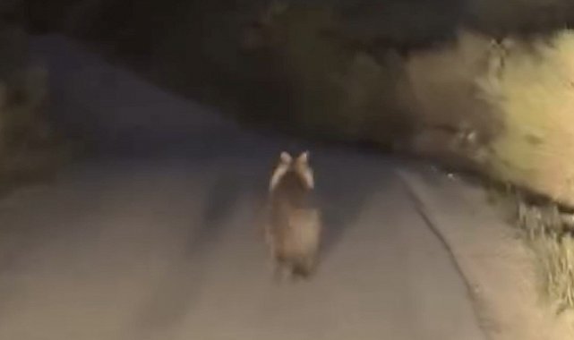 Köy yolunda ayı ile araç yarıştı