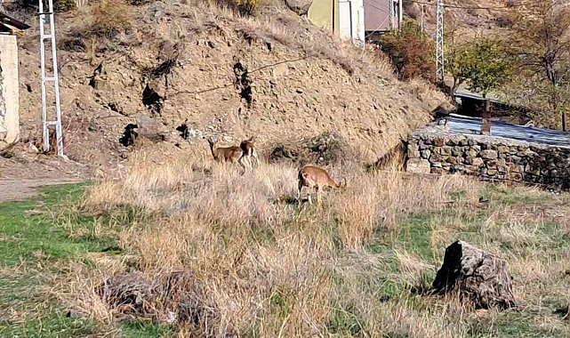 Köyde yaban keçileri özgürce otluyor