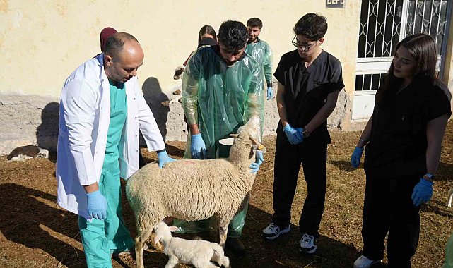 Küçükbaş hayvancılığa akademik dokunuş: 13 koyun 24 süt kuzusu doğurdu
