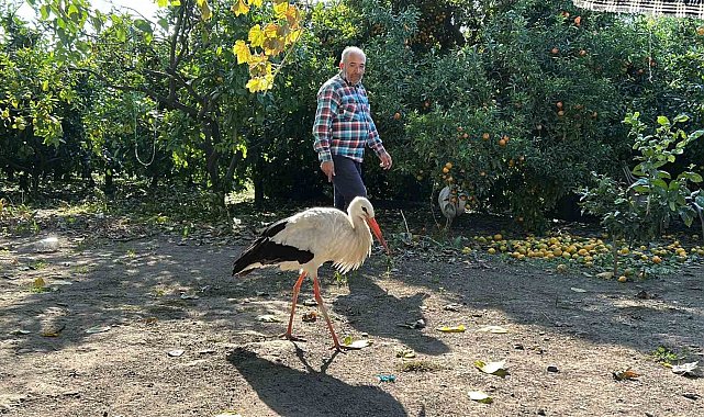Kümeste tavuklarla birlikte yaşayan leylek, balıkla besleniyor