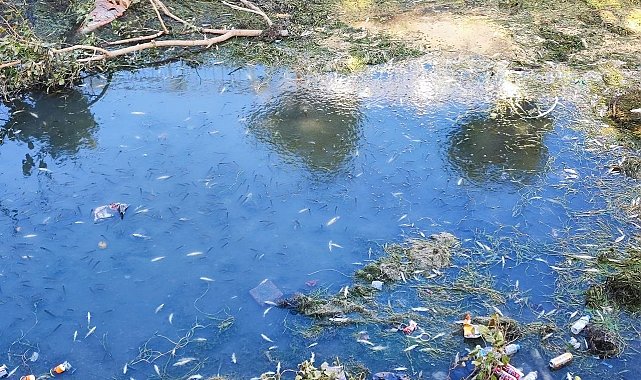 Kuraklık ve kirlilik nedeniyle sulama kanalındaki yüzlerce balık telef oldu
