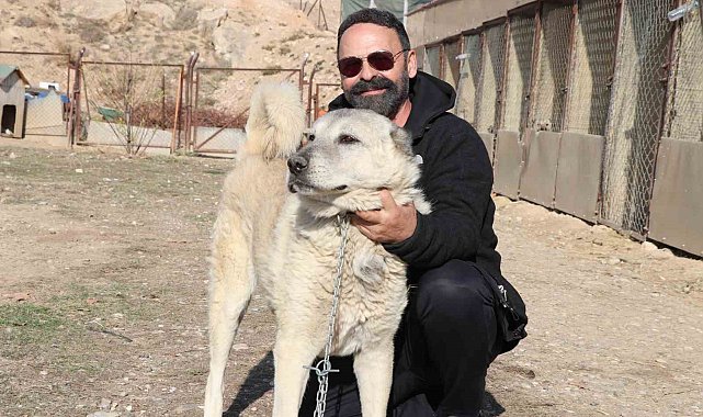 Kurtlar yerleşim yerlerine dadandı, uzmanı "Doğa insanı uyarıyor" dedi