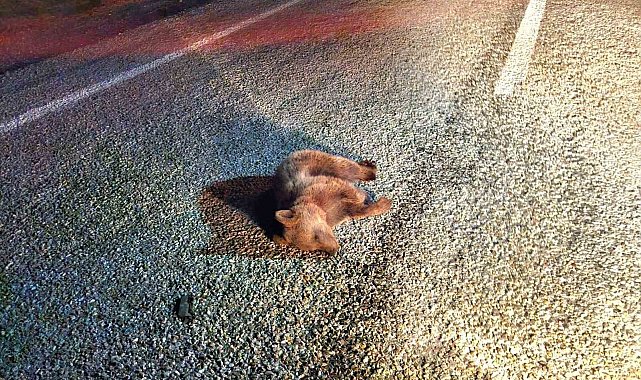 Kütahya'da yavru ayı kara yolunda telef oldu