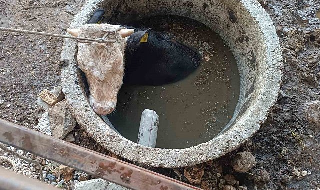 Kuyuya düşen ineği itfaiye kurtardı