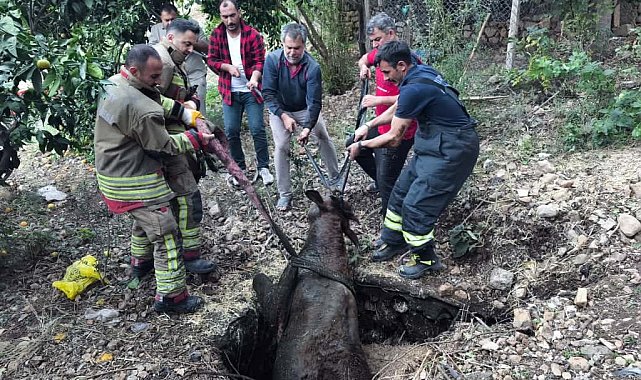 Kuyuya düşen ineği itfaiye kurtardı