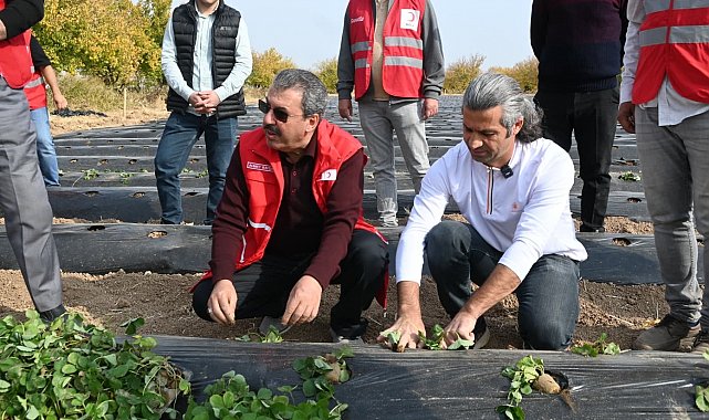 Malatya'da çilek yetiştiriciliğinde hibe destekli proje başladı