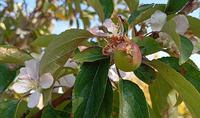 Malatya'da elma ağacı çiçek açıp meyve verdi