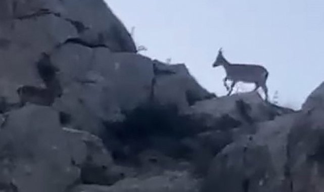 Malatya'da yaban keçileri görüntülendi