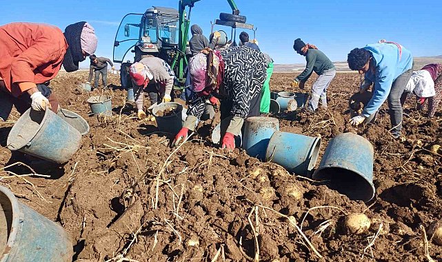 Malazgirt'te ilk defa ekilen patates umut oldu
