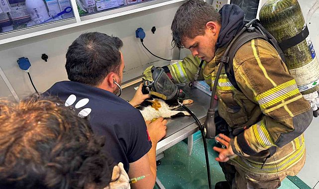 Mazgala düşen kayıp köpek ve yangında mahsur kalan kediler itfaiyenin çabasıyla kurtarıldı