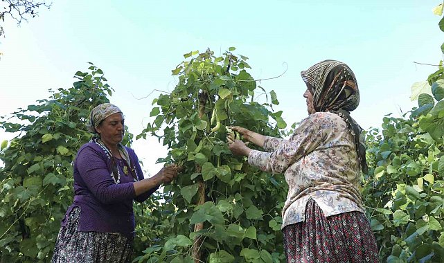 Mersin'de atalık tohumlar gelecek nesillere aktarılıyor