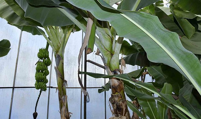 Mersin'de ilginç hırsızlık: Hırsızlar muz ve avokado hasadı yaptı