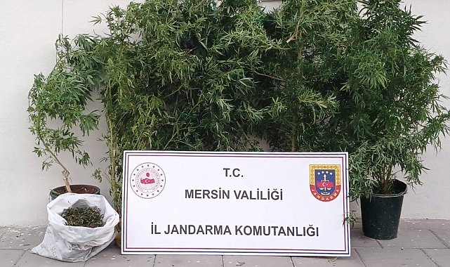 Mersin'de kenevir ekip uyuşturucu üreten şüpheli yakalandı