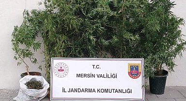 Mersin'de kenevir ekip uyuşturucu üreten şüpheli yakalandı
