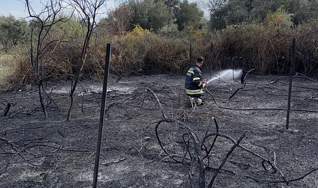 Muğla'da üzüm bağları alevlere teslim oldu