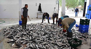 Muğla'dan 10 ayda 618 milyon dolar balık ihracatı
