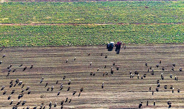 Muş Ovası'nda 'tatlı' hasat devam ediyor