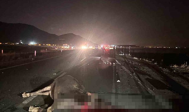 Muş'ta yola çıkan inekler kazaya neden oldu: 1 yaralı