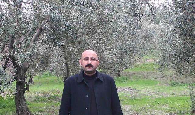 Mut'da bu yıl 120 bin ton zeytin rekoltesi bekleniyor