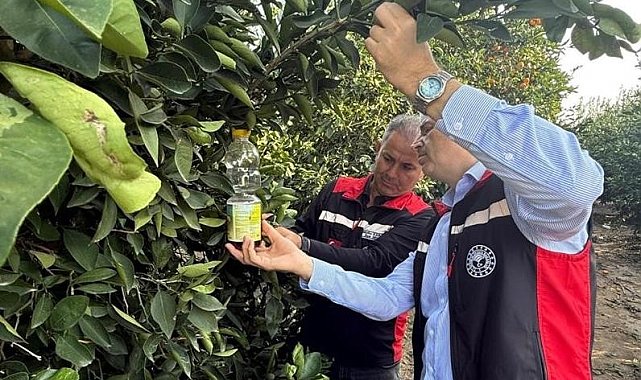 Narenciyede hasat başladı, Akdeniz meyve sineği ile mücadele hız kazandı