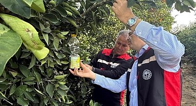 Narenciyede hasat başladı, Akdeniz meyve sineği ile mücadele hız kazandı