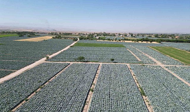 Niğde'de lahana tarlalarında pestisit denetimi yapıldı