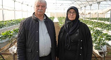 Niğde'de topraksız tarım yöntemiyle çilek üretimi kadın emeğiyle büyüyor
