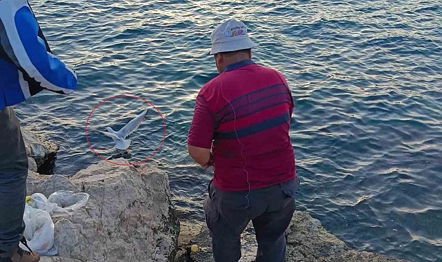 Oltaya bu kez balık yerine martı takıldı