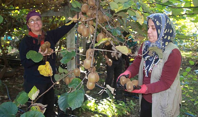 Ordu kivisinde rekolte hedefi 6 bin 200 ton: Ekonomiye katkısı yaklaşık 500 milyon TL