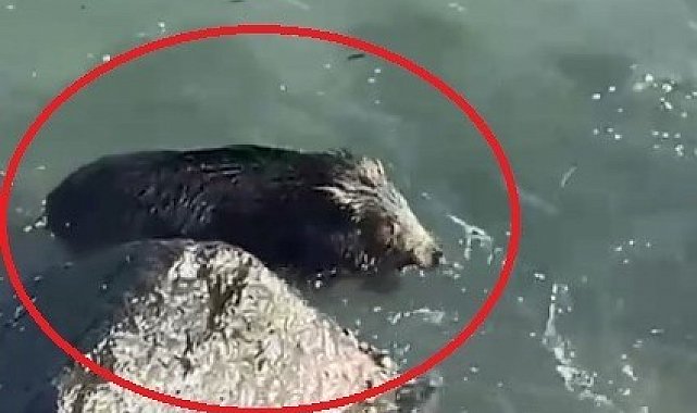 Ordu'da denizde yaban domuzu görüntülendi