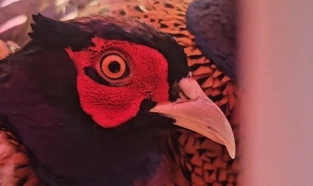 Ordu'da doğaya 200 sülün salındı