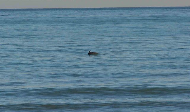 Ordu'da Yunus şöleni: Balık avı kameralara yansıdı