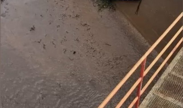 Osmaniye'de baraj kapakları açıldı, yüzlerce balık telef oldu