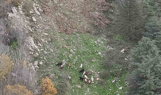 Osmaniye'de kaybolan 15 koyun dron ile bulundu
