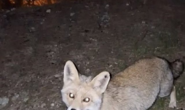 Osmaniye'de meraklı tilki, Osmaniye kömbesini geri çevirmedi