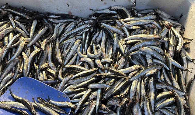 Palamut Gürcistan'a kaçınca tezgahlar hamsiyle doldu