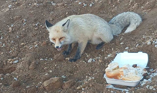 Pomza ocağının maskotu tilki: 3 yıllık sıra dışı dostluk