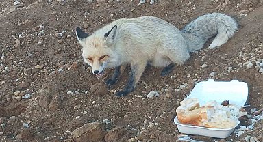 Pomza ocağının maskotu tilki: 3 yıllık sıra dışı dostluk