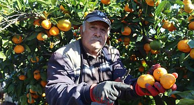 Rekolte arttı, Satsuma mandalinası pazarda yerini aldı
