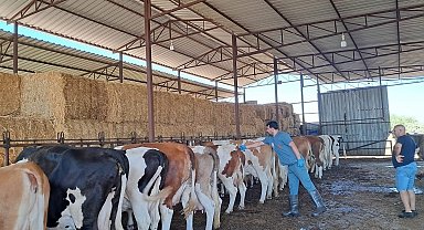 Riskli mahallelerde şap aşısı çalışmaları hızlandırıldı