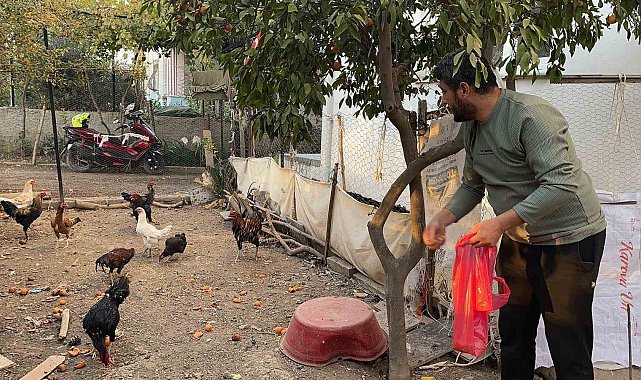 Sahibinin 'Yetiştirmek kolay değil' dediği mavi yumurtlayan 5 tavuğu tişörtün içerisine koyarak çaldı