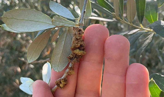 Salihli'de üreticilere zeytin dal kanseri uyarısı