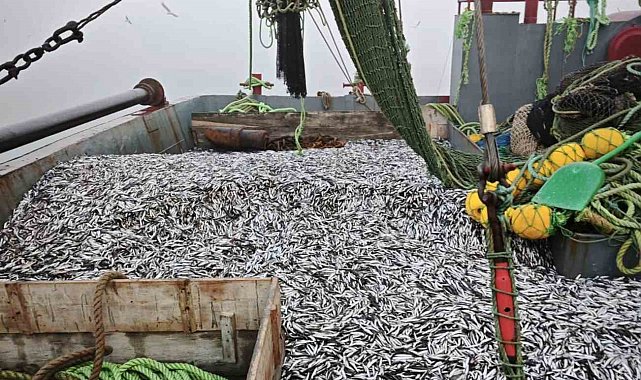 Samsun'da 1 milyon 843 bin 550 kilo hamsi denetlendi