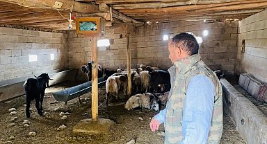 Şanlıurfa'da başıboş köpek dehşeti: 5 koyun telef oldu