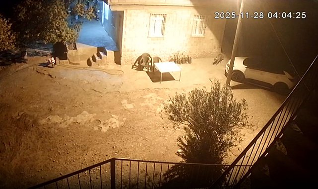 Şanlıurfa'da sırtlanlar tavuk kümesine girdi: Horoz ve tavukları çaldı