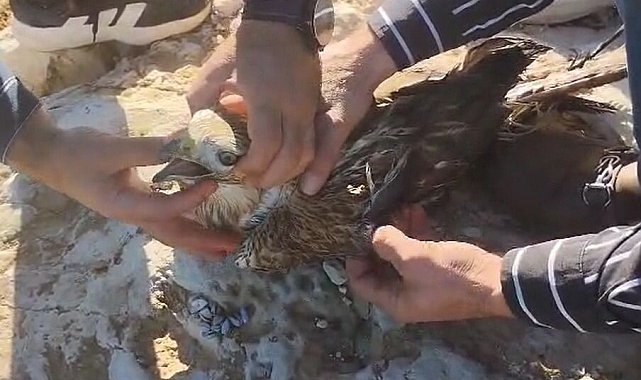 Şanlıurfa'da yaralı halde bulunan kızıl şahin jandarmaya teslim edildi